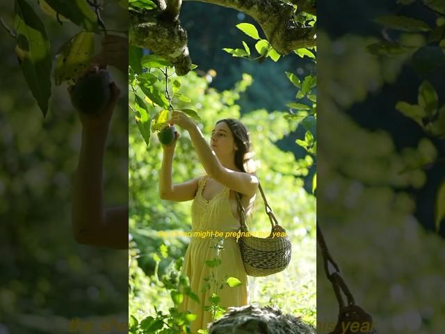 Fruit harvesting in the orchard (with my naughty sheep ) picking kiwis and avocados 