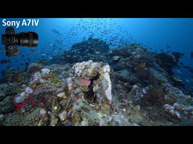 Stetson Bank - The Flower Garden Banks National Marine Sanctuary- The MV Fling