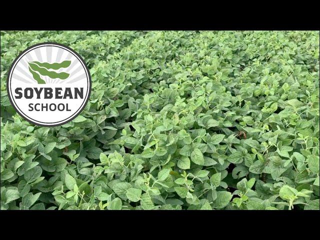 Soybean School: 15" versus 30" rows — the great debate