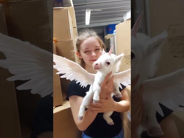 real unicorn baby born in usa #universe #unique #shots #mystery #viralvideo