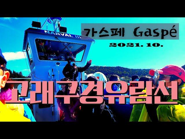 [캐나다여행] 가스페 -고래구경유람선WHALE WATCHING CRUISE #캐나다여행#가스페#고래구경유람선#whale_watching_cruise#캐나다맘#오즈투어#포리용국립공원