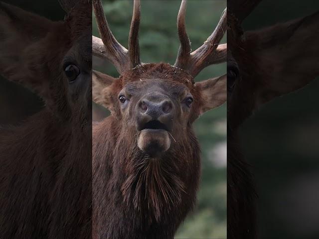 Bull elk bugling close by