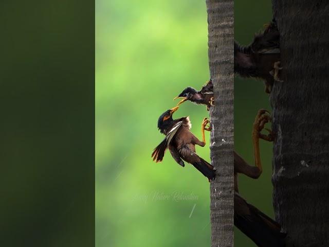 A Mother's Love in the Wind and Rain #myna#motherlove#nature#wildlifephotography#sonyindia