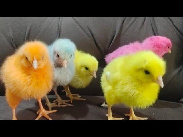 Cute Wonderful Color Chicks | Nice Colored Chicks | Razi Ali Vlogs