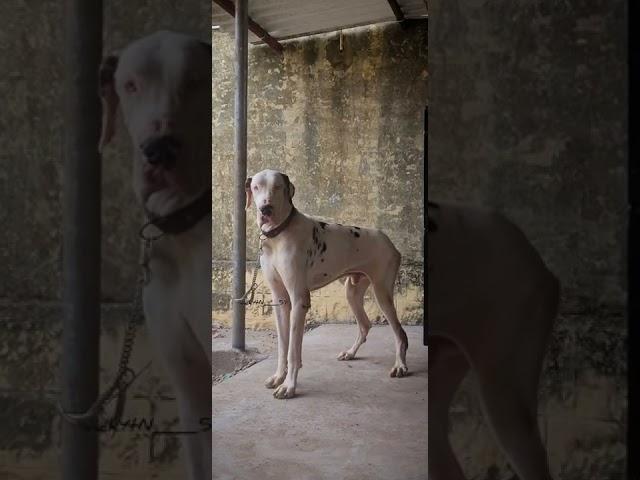 #dogs #sale #greatdane #dindigul #pets 8012445995 Heavy size Extraordinary European type Harely male