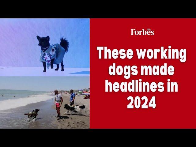 These working dogs made headlines in 2024