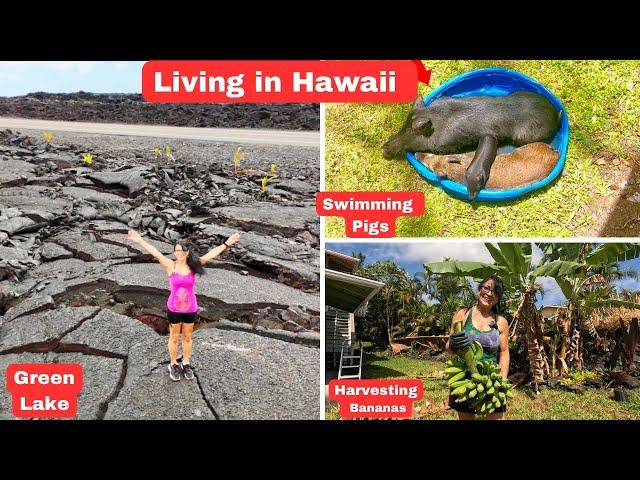 Pahoa Hawaii | Banana Harvest | Swimming Pigs | Lava Field | Green Lake