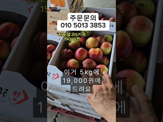 천도복숭아 열과  흠이 있어 그렇지 맛은 끝네줘요  새콤달콤 #천도복숭아 # 새콤달콤 #제철과일