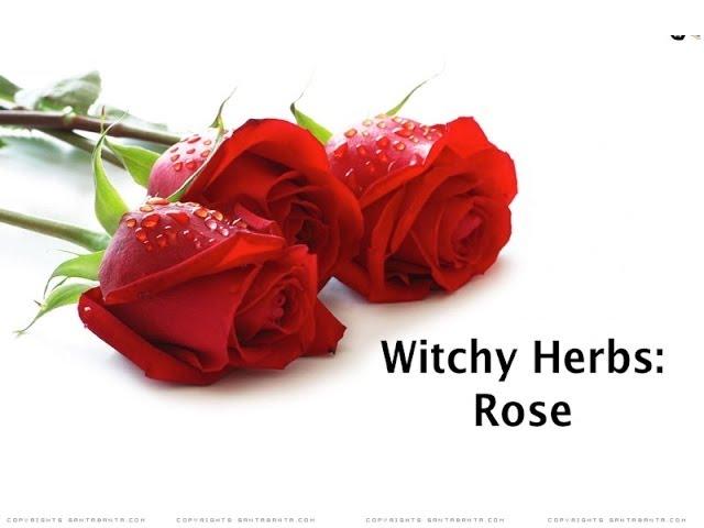 Witchy Herbs: Rose