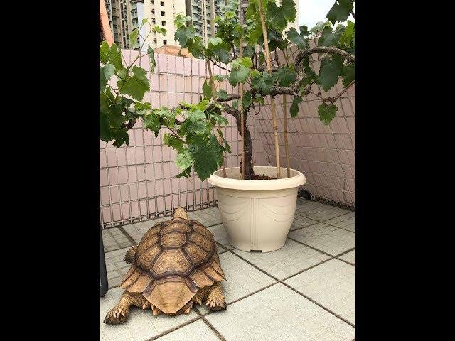 《香港爬道》如何飼養蘇卡達象龜/盾臂陸龜 Sulcata tortoise