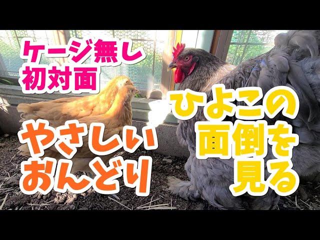 初対面のひよこにやさしいおんどり【にわとり】