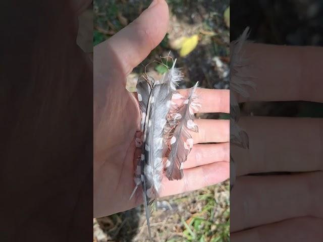 Кого Ястреб НИКА переперятник съела ??? 