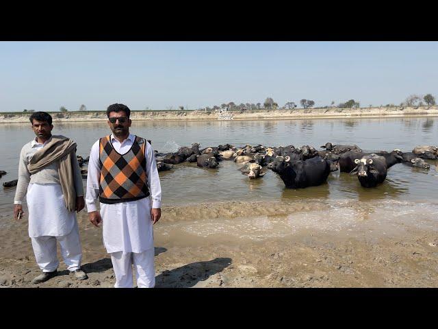 Syed Abbas Shah Breed | Top Nilli Buffalo’s | Pakpattan Punjab Tv | 7 March 2024