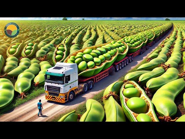 How Farmers Harvest Broad Beans: Broad Beans Processing Factory | Farming Documentary