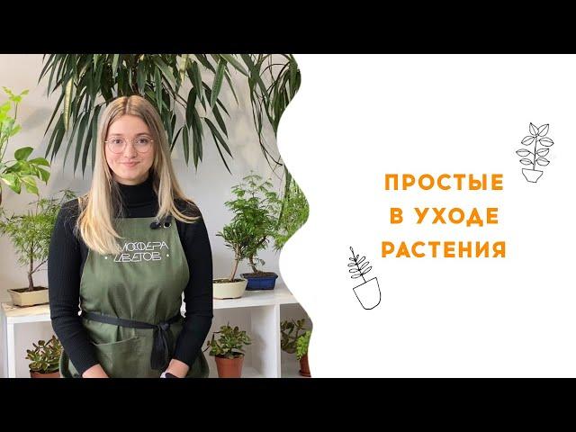 Растения для новичков / Топ 5 неприхотливых растений