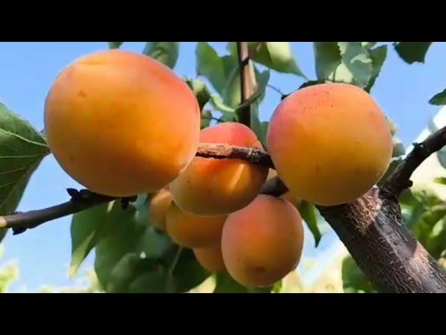 Абрикос Фаркло. Apricot Farclo. Ультрапізній сорт. Про оптимальні строки для споживання