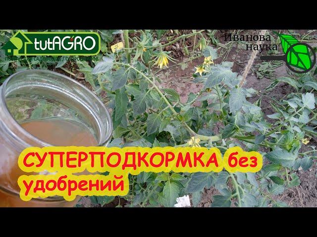 ВСЕ РАСТЕНИЯ ЛЮБЯТ ЭТО! ПОДКОРМИТЕ РАСТЕНИЯ... УКСУСОМ! Все правила УКСУСНОЙ ПОДКОРМКИ.