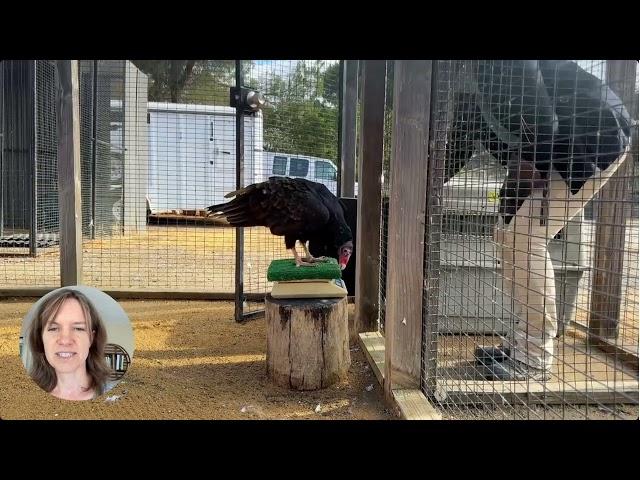 Constructional Vulture Weighing at Avian Behavior International, part of 2024 ABMA Behavior Month