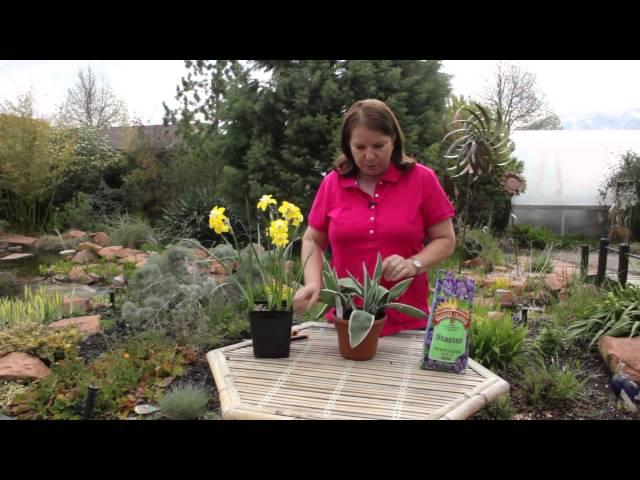 How to Care for a Tulip Plant in a Pot : Grow Guru