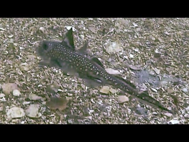 The Mighty Chimera! Diving with mythical creatures?