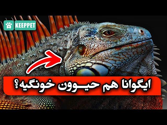 ایگوانا رو میشه تو خونه نگه داشت یا خطرناکه؟