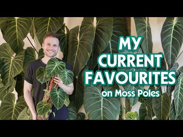 MY TOP 10 PLANTS ON MOSS POLES - September 2023