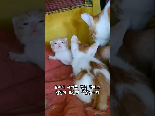 #길고양이출산 #독박육아 #catshorts