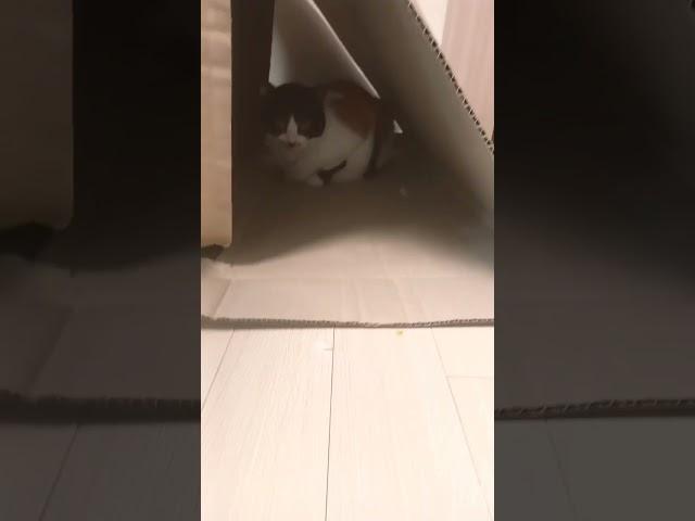 거기가 니 아지트니 홍시야