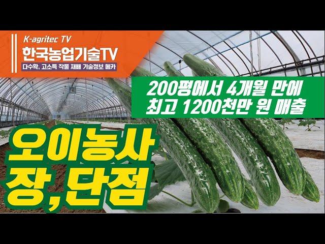 [한국농업기술TV. 오이농사 1] 200평에서 4개월 동안 최고 1200만 원의 고수익 작물 / 오이농사, 재배의 장,단점