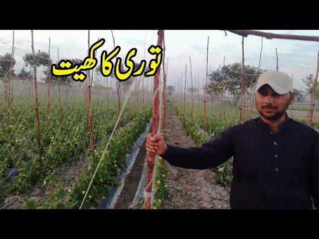 Ridge Gourd Farming || Tori  Ka Khate By Minhas Vlog