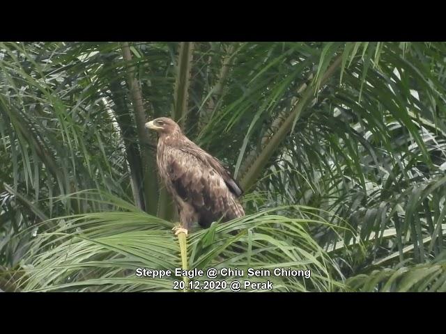 Steppe Eagle @ Chiu S C 512975