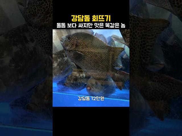 여름엔 강담돔이 맛있어요