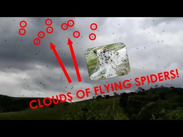 FLYING SPIDER CLOUDS ARE REAL! | How It Works? #flyingspiders #howitworks