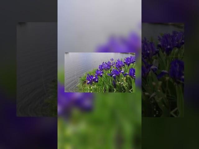 Где-то под Ростовом(слова Светлана Короткова, музыка Анжелика Куприянова)#авторскаяпесня #душевно