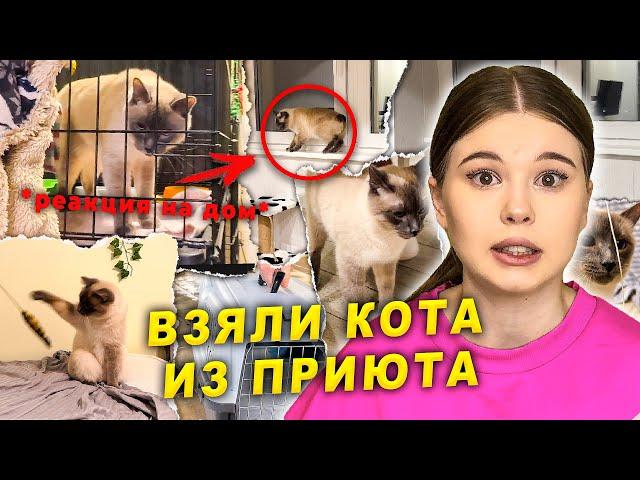 Взяла котенка из приюта *РЕАКЦИЯ НА ДОМ*