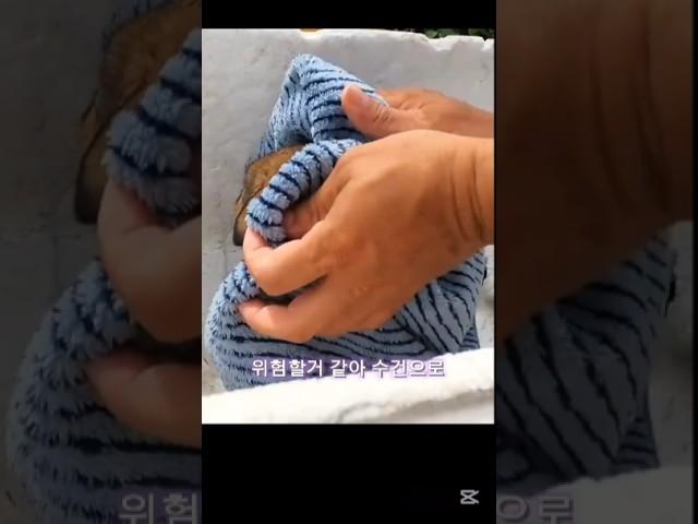 홀로 주인 기다리는 강아지