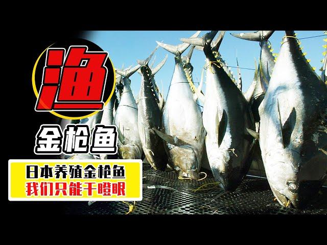 1條金槍魚=1800萬？ 日本可以養殖金槍魚，為什麼中國學不來？【小馬哥知識局】