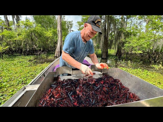 Loading the Boat with CRAWFISH in America's Biggest Swamp ( Catch and Cook ).