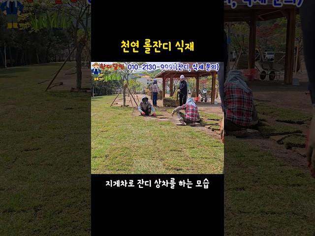 천연롤잔디 식재