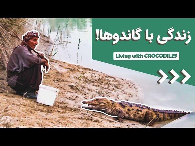 مردی که با گاندوها زندگی می‌کند، داستان عمو شجره در بلوچستان ایران  living with Crocodiles