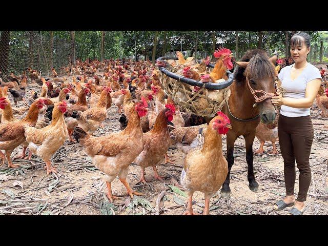 Harvesting Many Chicken Goes To The Market Sell - Raising Chickens and Ducks with corn