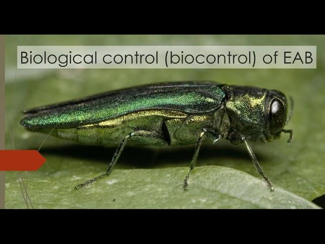 Emerald Ash Borer in Vermont  Current Status and State Response
