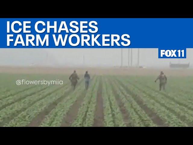 ICE chases farm workers in California, workers express fear  | FOX 11 LA