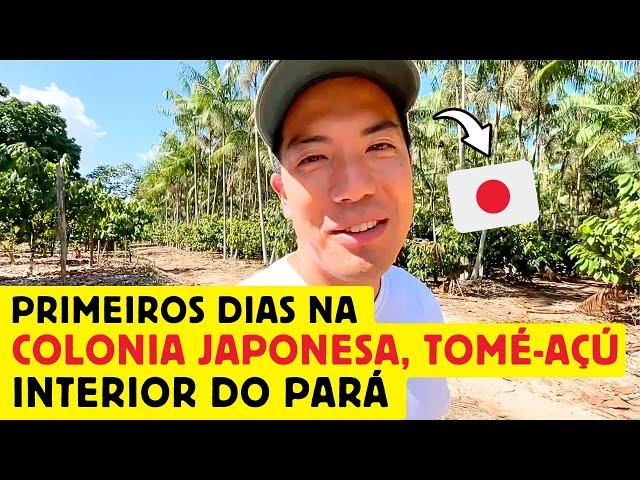 Primeiros dias de um japonês na colônia japonesa em Tomé-Açu, interior do Pará