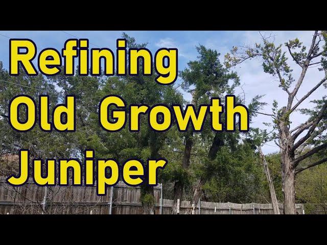 Trimming Old Growth Male Ashe Juniper Tree | Mulch Mining | Forest Succession | Permaculture Garden