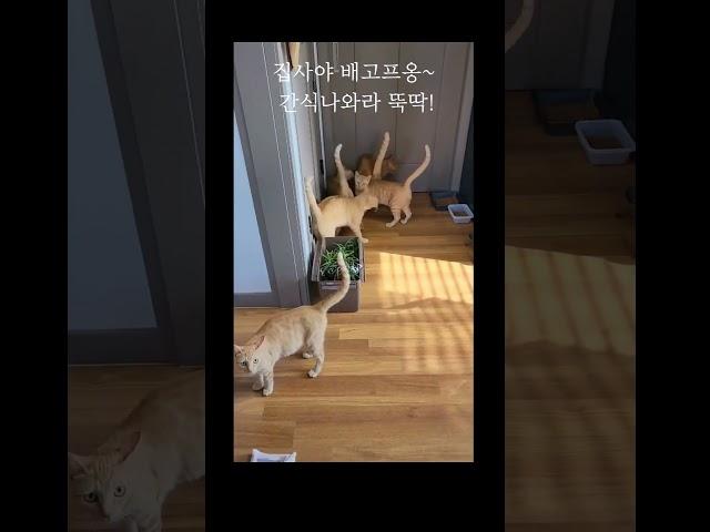 캣타워 대전후 간식 타임 "우리도 배고프다옹 #고양이 #cat