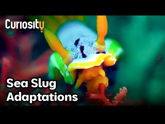 The Surprising Adaptations Of Sea Slugs | Bright Now