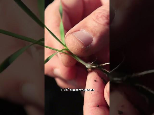 Пшеница после морозов|Подкормка #агротехнологии  #озимые  #пшеница #farming  #природа