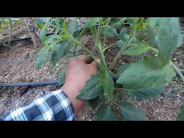 Cuantos brotes quitar al planta de TOMATE y por que quitarlos?