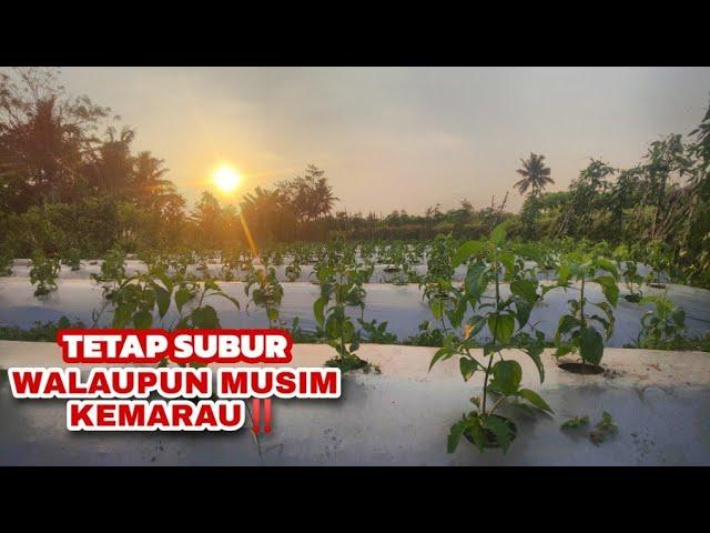 Cara Efektif Menanam Cabe di Musim Kemarau